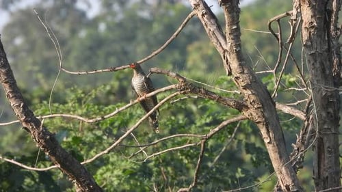 Cuckoo Bird Perched on a Branch in Forest
