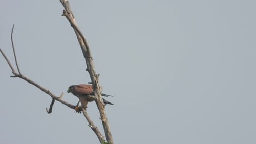 Aigle debout sur un arbre - pour la chasse.