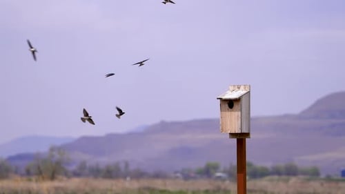 Swallows flying around a nesting box in slow motion
