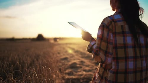 Farmer Woman with Digital Tablet in Hands Walks Through Harvesting Wheat Field Agronomist Online
