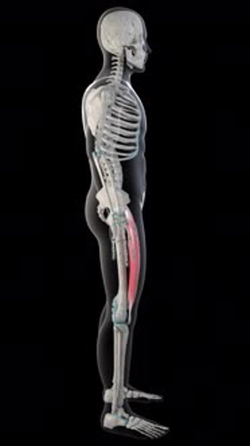 Rectus Femoris Muscles On Whole Human Body Vertical Video