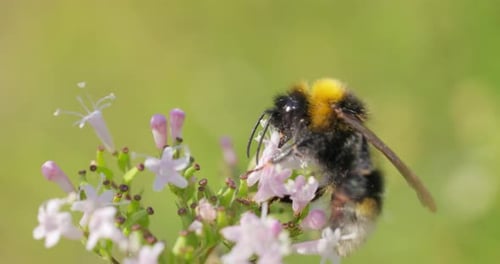 Bumblebee Pollinating Pink Flowers in a Sunny Garden
