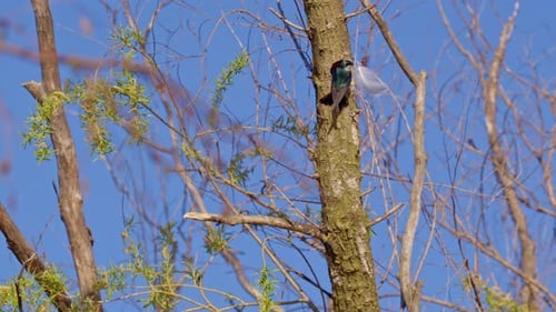 Purple martins tumble and twirl in a slow motion mating performance.