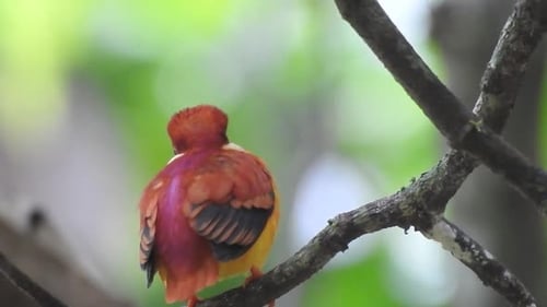 Colorful Kingfisher Preens Feathers on Branch