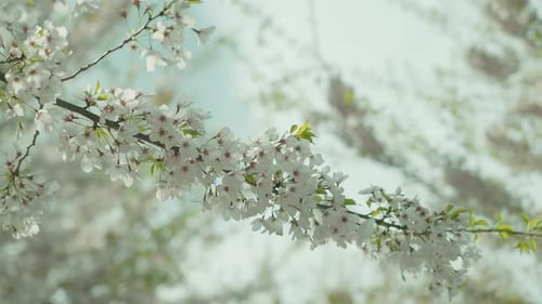 Cherry blossoms in Hamilton, Canada, during spring with branches of delicate white flowers