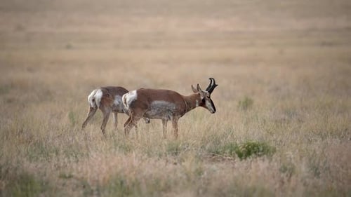 Pronghorn walking through the grassy landscape in the Utah desert