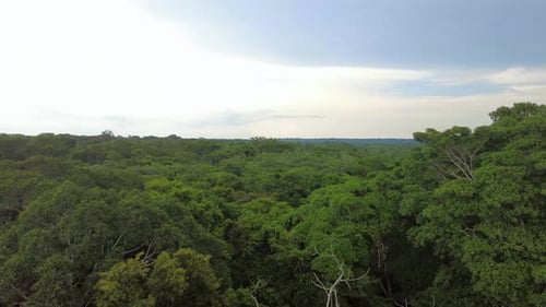 Amazon Rainforest Canopy, trees from the top, 4k