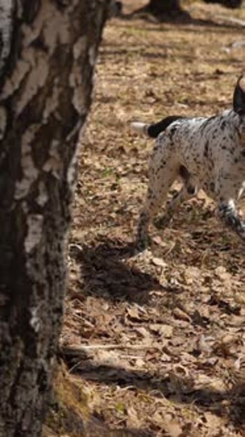 Un dalmatien espiègle explore une forêt colorée lors d'une aventure