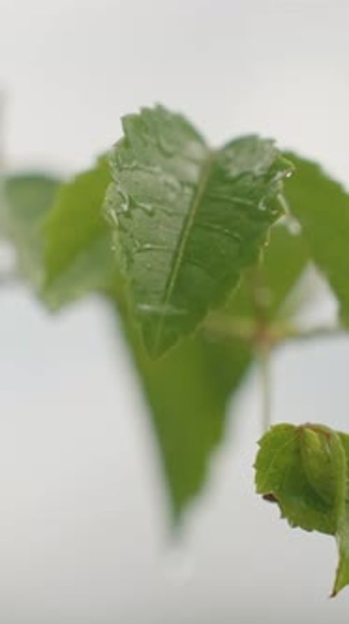Vertical video. Close View of Wet Green Leaves with Rain Drops Falling, slow motion, Purity Concept