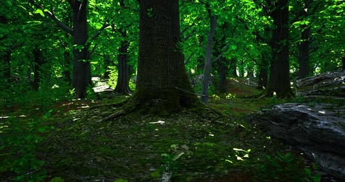 Sunlight Filters Through Trees in a Lush Green Forest During Midday