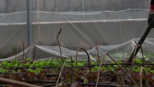 Green house with salad planted in nursery for producing organic fresh food