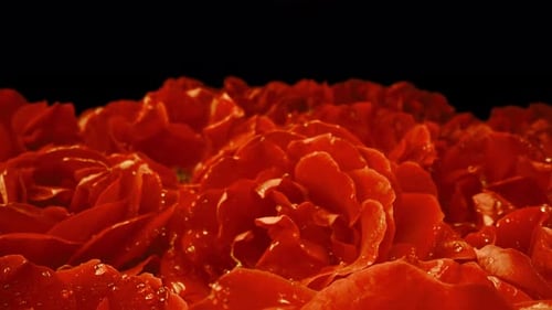 Makroansicht orangefarbener Rosen mit Tautropfen, toller Hintergrund mit rosafarbenem Blumenaroma