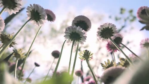 Close-up view of pink daisy flowers, Bellis perennis, swaying in breeze on spring day