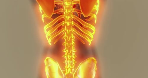 Exploring the Human Body Skeleton and Its Intricate Structure