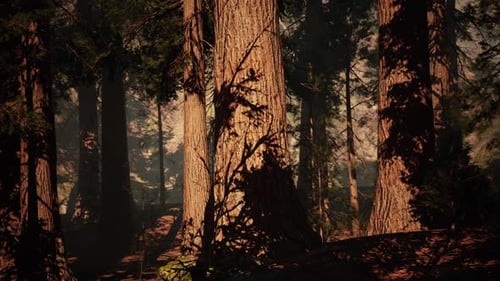 La majestueuse forêt de séquoias au crépuscule crée une atmosphère paisible et ombragée