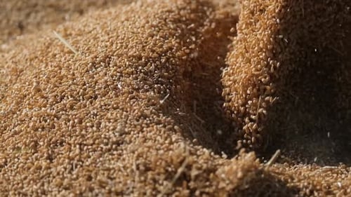 Wheat Slow Motion