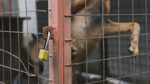 dogs in a cage with a lock