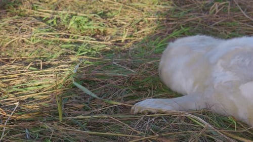 Breeding season for Atlantic Grey seals, revealing newborn pups with white fur, mothers nurturing an
