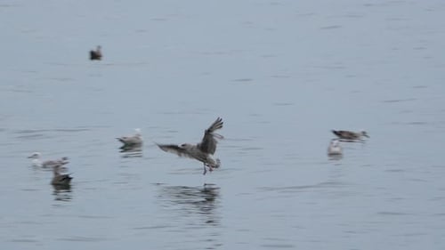Flock Of Seagulls Gathering And Floating In Water - wide
