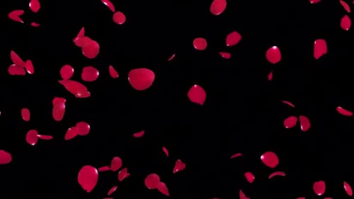 Falling Red Rose Petals Animation for Celebrations