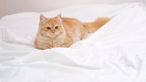 Ginger Cat Lying on White Bed