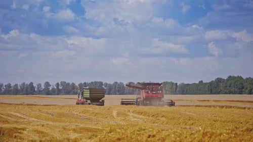 Combine harvester harvesting wheat field on farm against blue sky. Harvesting season.