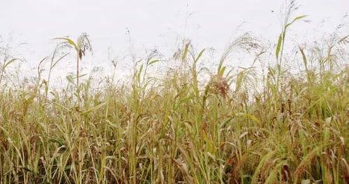 Reifes Sorghum, das sich im Wind wiegt