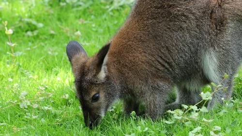 Rothalswallaby (rufogriseus) Beuteltier, Familie: Region: Ostaustralien und Tasmanien.