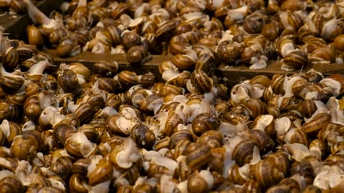 a Lot of Snails on the Farm Selective Focus