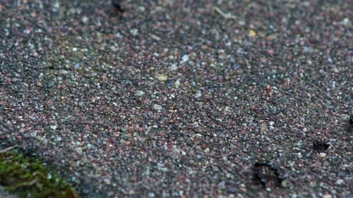 Jet Black Ant Workers Crawling On Concrete Ground. close up