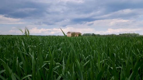 Spring wheat field with ruined granary in the background, crane shot.