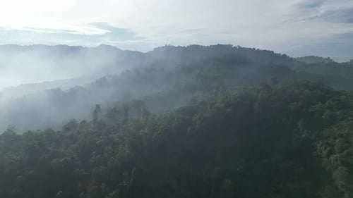 Lush Green Forest on Mountain Range with Mist