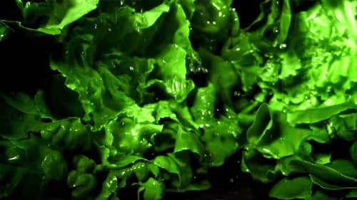 Bright Green Lettuce Leaves Being Washed with Water