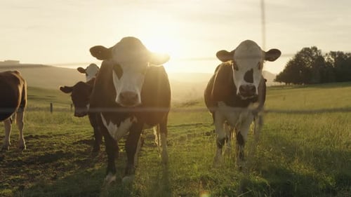 Cows on a farm on green pastures and fields during an amazing sunset. Fence in the foreground.
