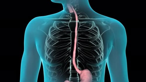 Animated 3D Human Digestive System Anatomy with Labels