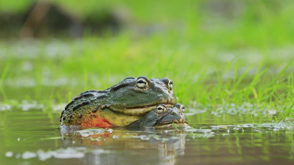 Colorful Huge Bullfrogs Mating In Rainy Season In a Pond In The ...