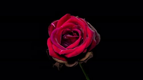 Rote Rose, die im Zeitraffer blüht. Zarte, sich bewegende Blütenblätter im Zeitraffer auf schwarzem Hintergrund
