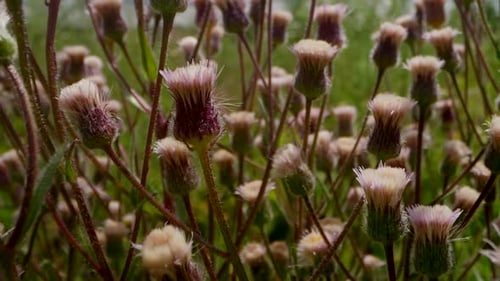 Wildflowers are Closed Evening Buds with Green Grass Closeup in Slow Motion Nature Flowers Spring