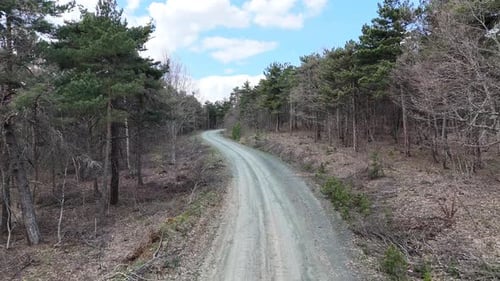 Forest Road Between Trees