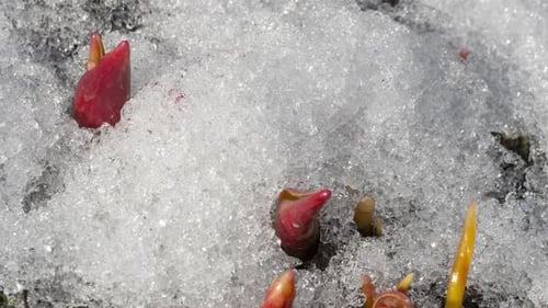 Spring Melting Snow Primroses