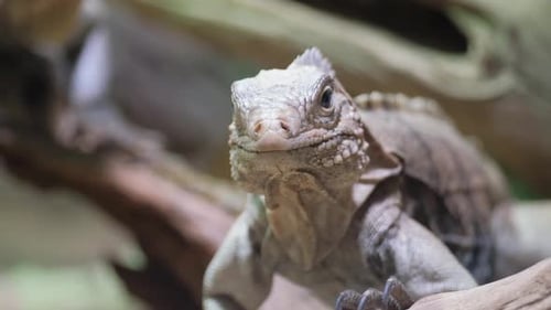 Closeup of a Lizard Sitting on a Green Plant Lizards Belong to the Class of Reptiles