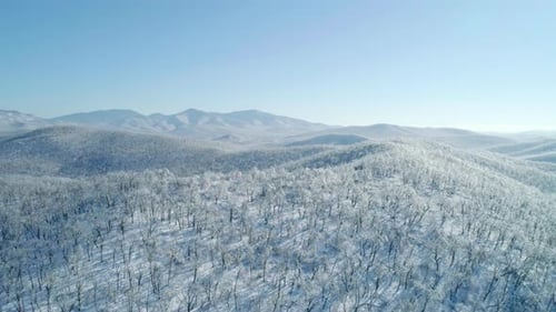 Aerial View of a Frozen Forest with Snow Covered Trees at Winter Flight Above Winter Forest Aerial
