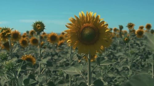 Sunflower Field