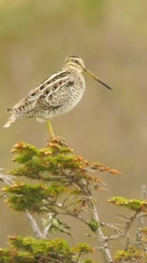 Vue verticale de la bécassine de Latham, de la faune dans la forêt profonde