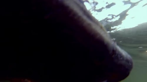 Brochet s'éloignant à la nage, ralenti, gros plan sous-marin