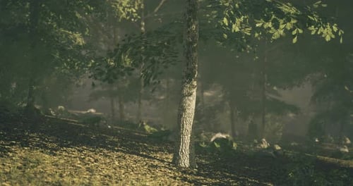 A Serene Forest with Tall Trees Providing Shade and Dappled Sunlight