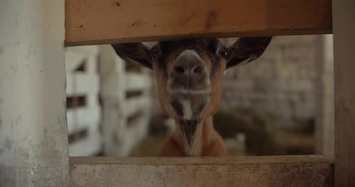 Curious goat peering through wooden fence on farm