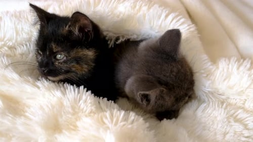 Little Kittens are Sleeping Selective Focus