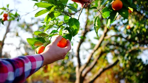 Orange Being Picked From Citrus Tree on Sunny Day
