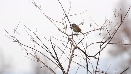 Small Bird Perched on Bare Branch
